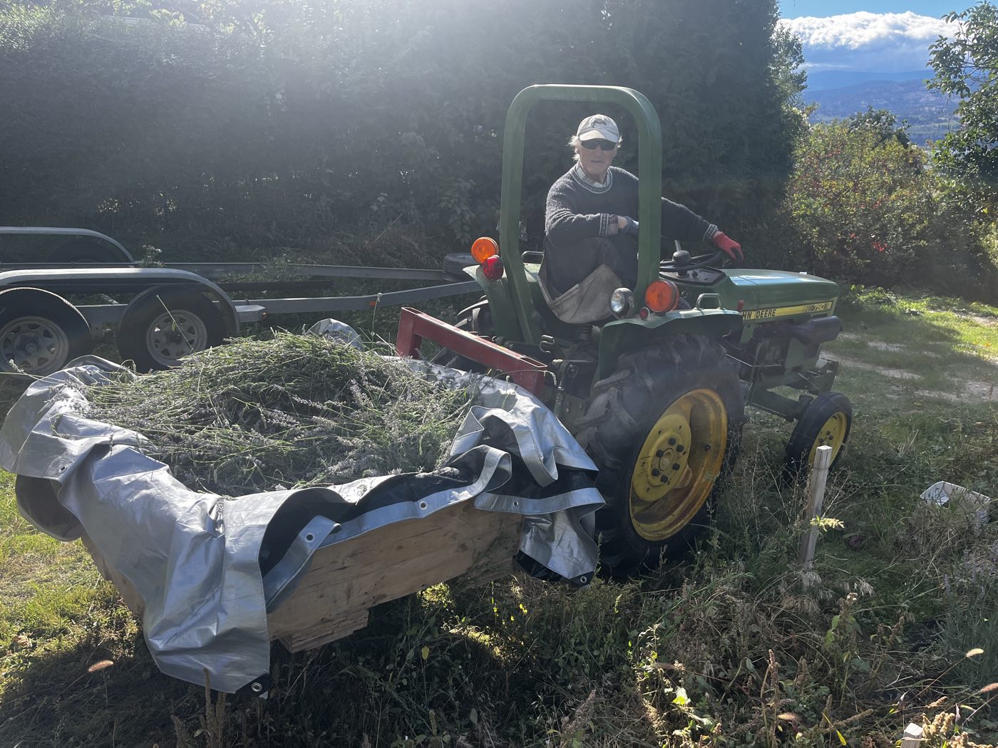 Harvesting cut lavender on the John Deere, the Okanagan valley behind