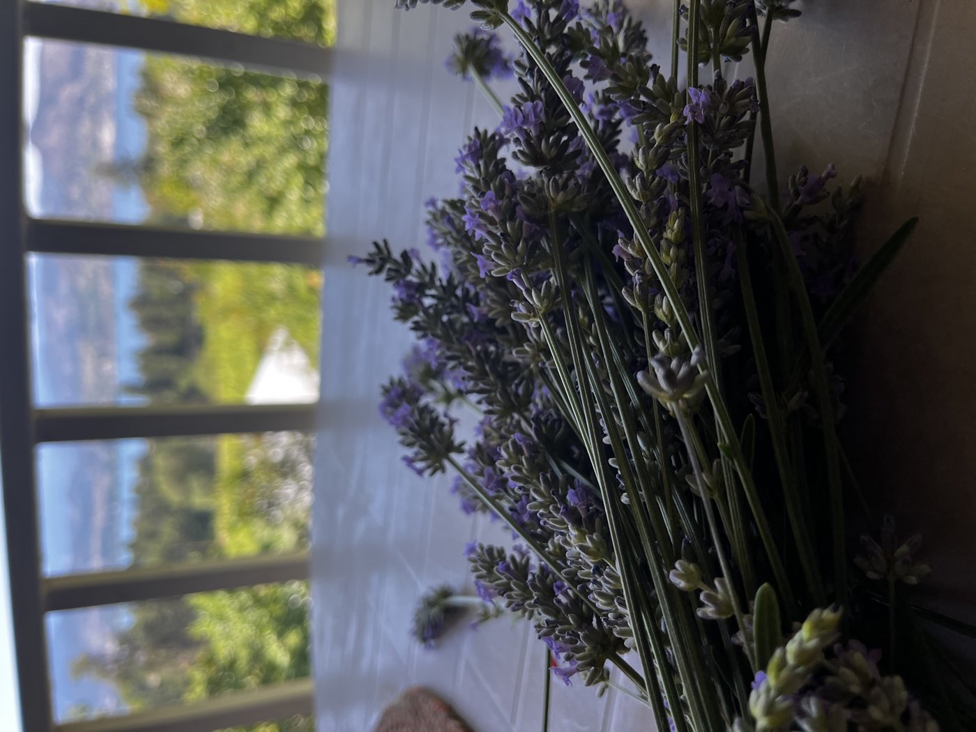 A freshly cut bundle of Grosso lavender on the deck, Okanagan Lake in the distance