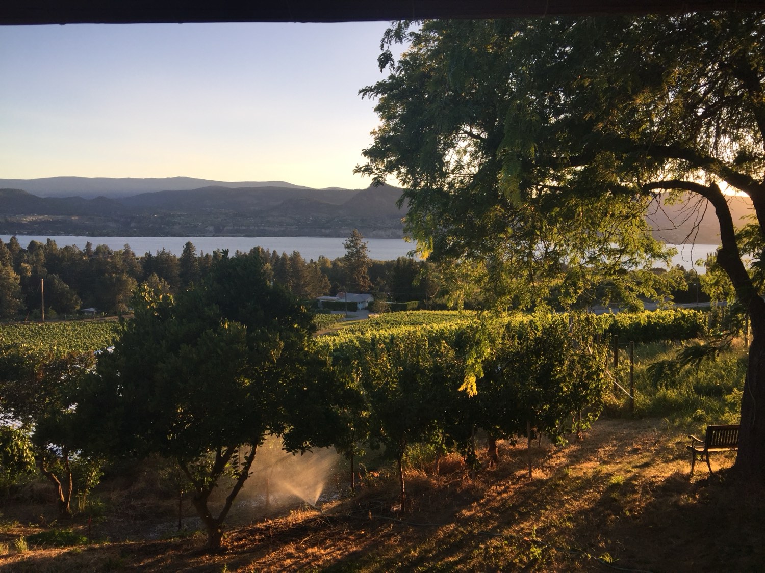The family vineyard on the Naramata Bench above Okanagan Lake, grapes grown for Hillside Winery